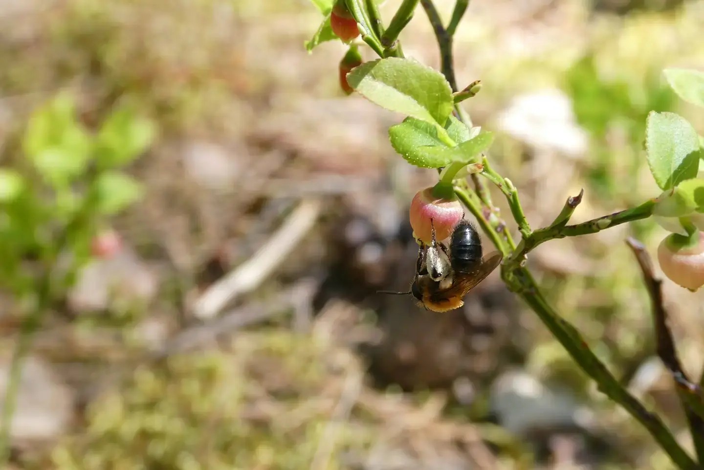Käfer an einer Blüte im Unterholz