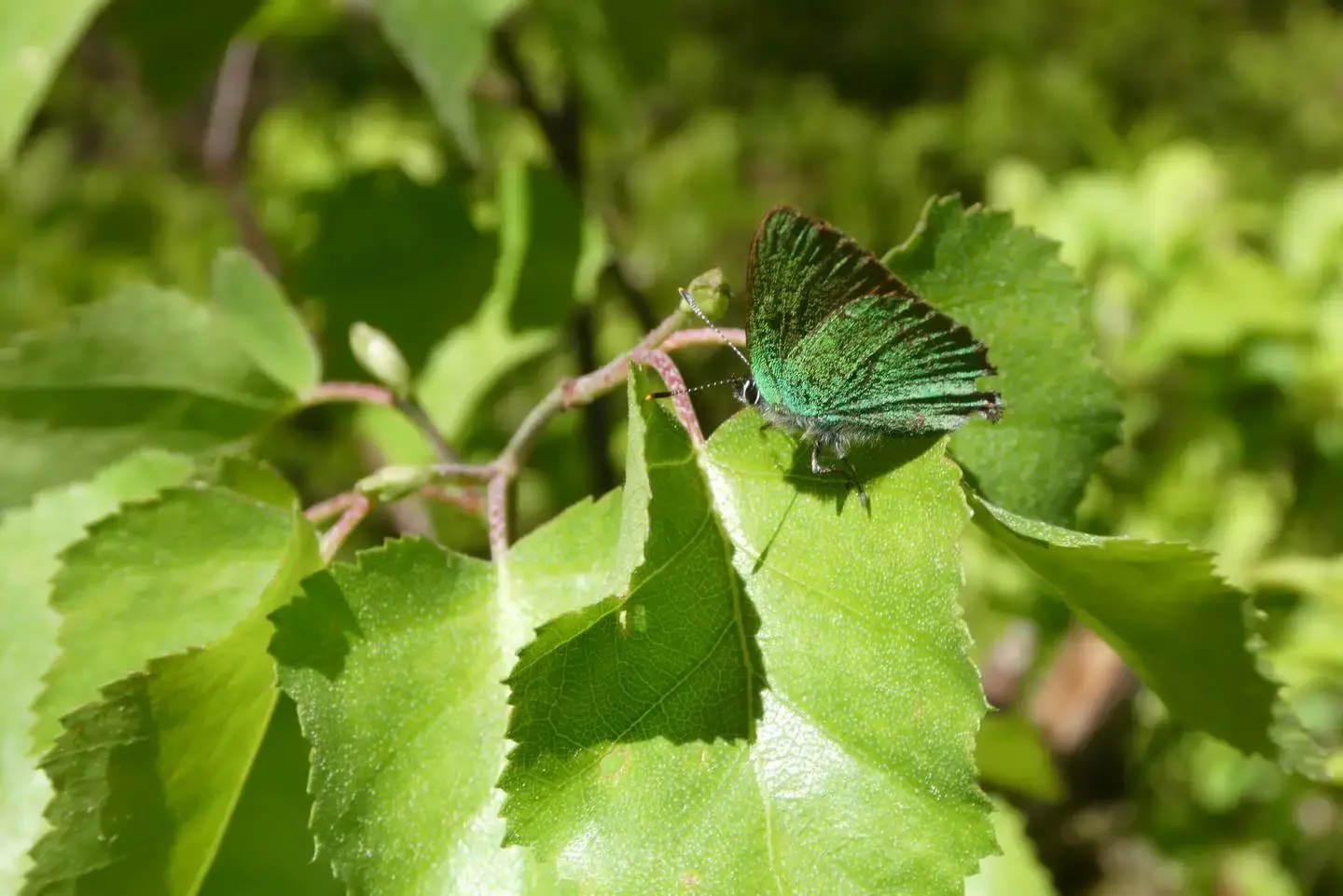 Ein grün schimmernder Käfer auf einem Blatt