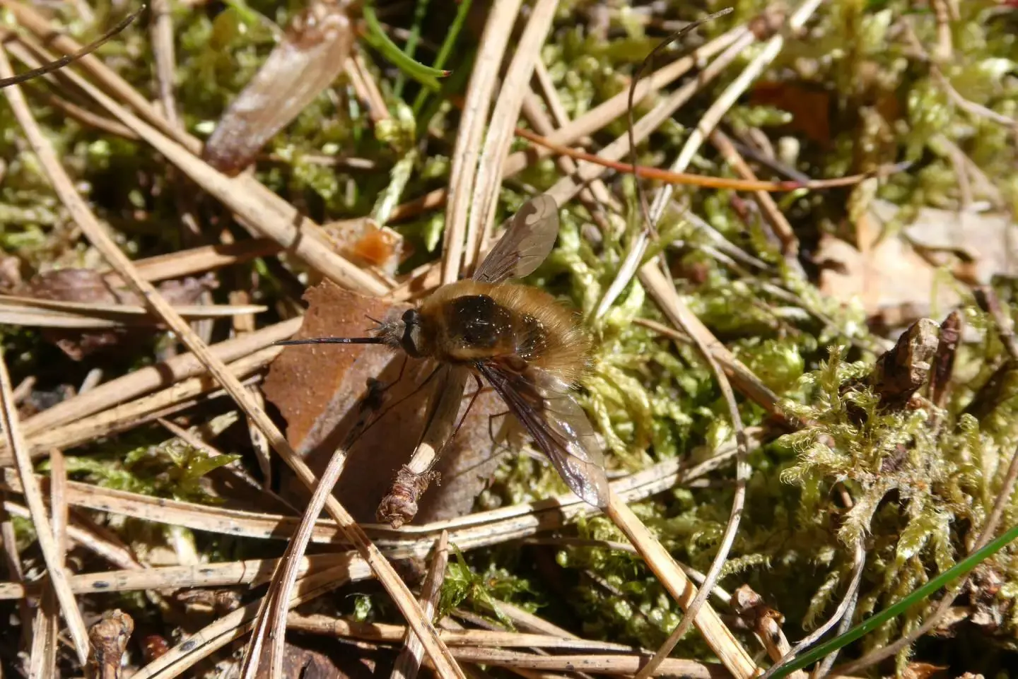 Kiefernnadeln und Waldboden aus der Nähe