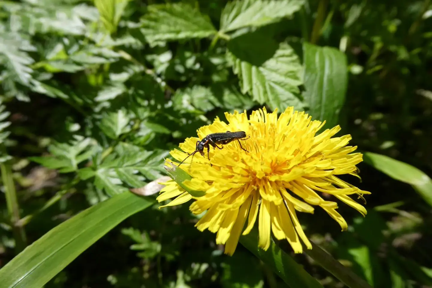 Löwenzahnblüte mit kleinem Käfer