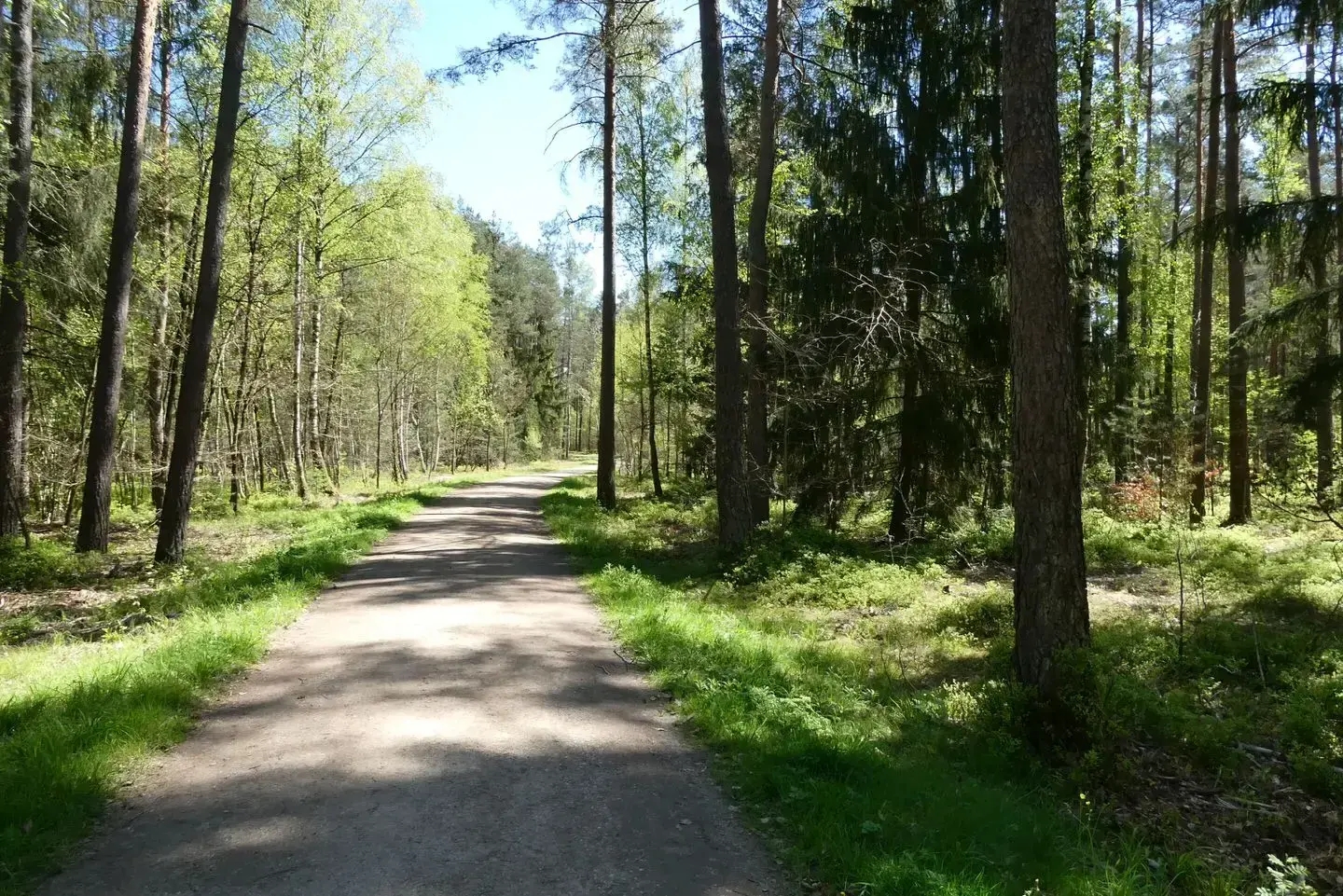 Sonniger Waldweg im Frühling