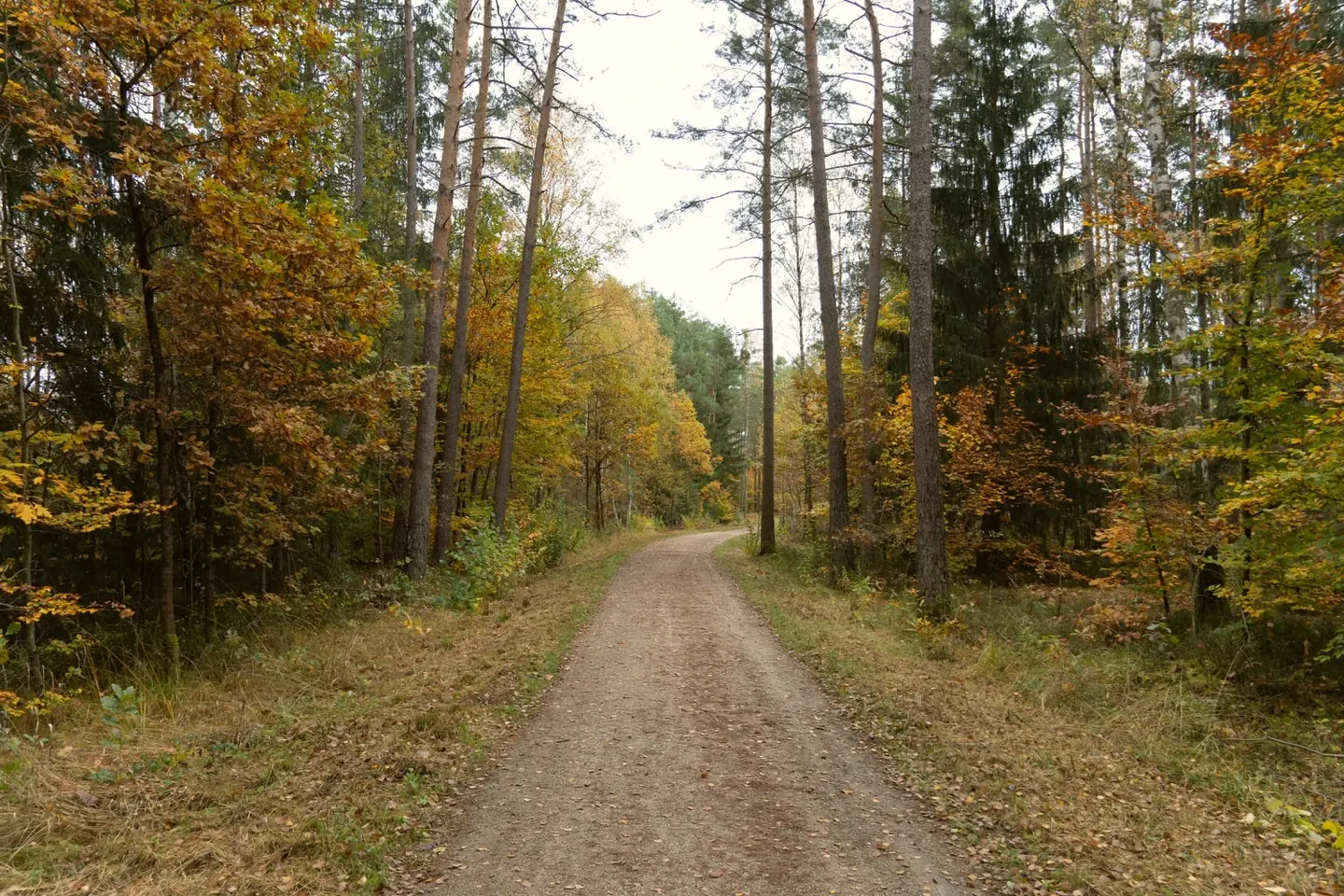 Herbstlicher Waldweg mit buntem Laub